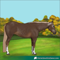 Horse Color:Gray White Spotted Chocolate Palomino
