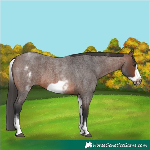 Horse Color:White Spotted Brown Roan Frame
