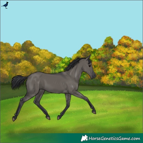 Horse Color:Grullo Rabicano