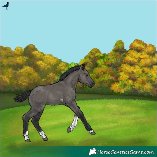 Horse Color:Grullo Tobiano Rabicano 