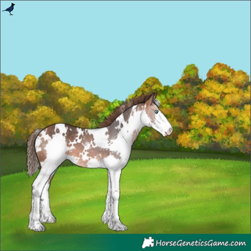Horse Color:White Spotted Bay Splash Varnish