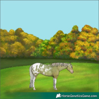Horse Color:Gray Silver Classic Champagne Dun Tobiano Appaloosa 