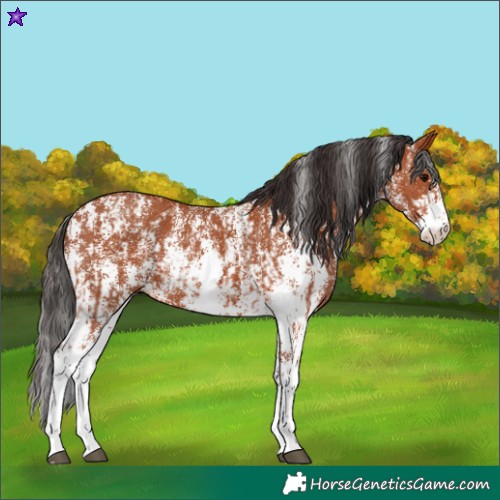 Horse Color:Bay Sabino Rabicano and Bay Sabino Rabicano