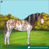 Horse Color:Bay Sabino Rabicano  and Bay Sabino Rabicano 