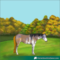Horse Color:Gray White Spotted Grullo