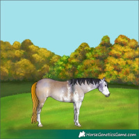 Horse Color:Gray White Spotted Grullo 