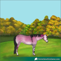 Horse Color:Gray Brown Onyx