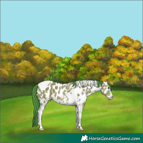 Horse Color:Watercolor Grullo Sabino Tobiano Appaloosa 