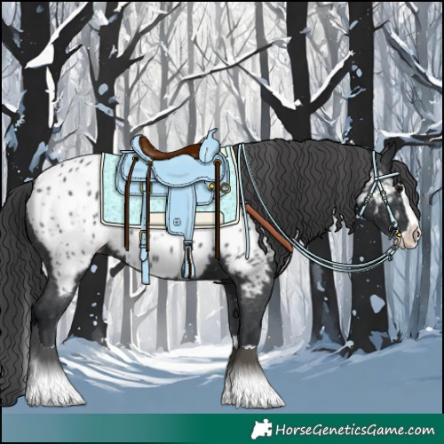 Horse Color:Black Splash Appaloosa 