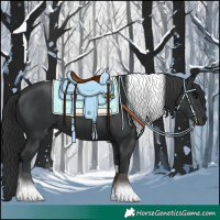 Horse Color:Black Tobiano Rabicano