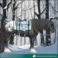 Horse Color:Black Appaloosa Rabicano 