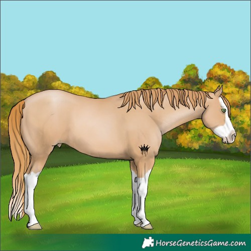 Horse Color:Chestnut Pearl Splash 