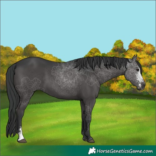 Horse Color:Black Sabino 