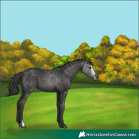 Horse Color:Black Sabino