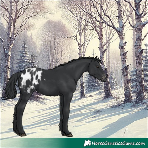 Horse Color:Black Appaloosa 