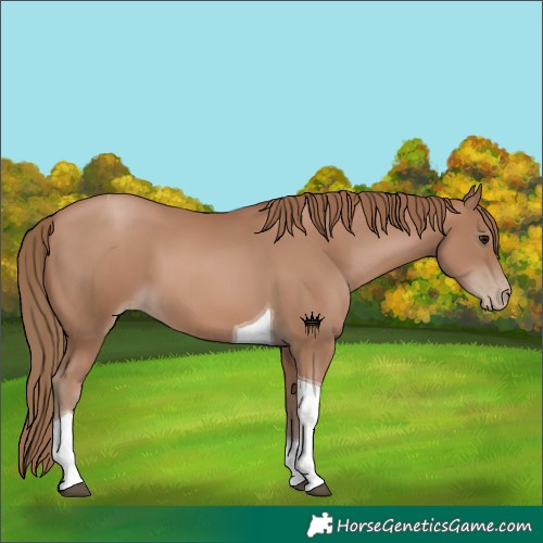 Horse Color:Black Pearl Tobiano 
