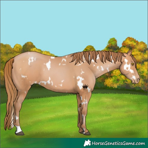 Horse Color:White Spotted Bay Pearl 