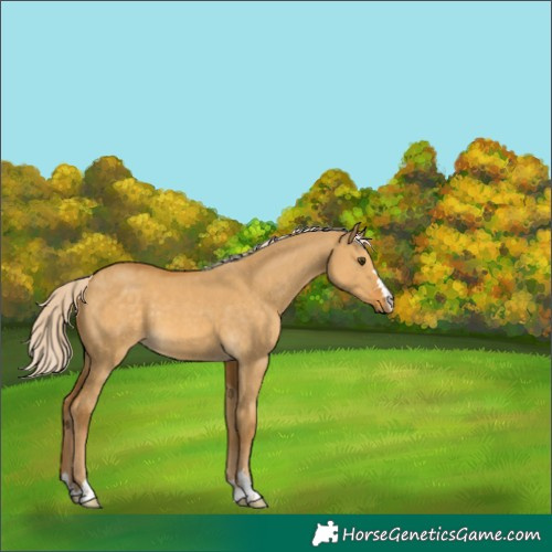 Horse Color:Palomino Dun 