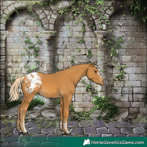 Horse Color:Palomino Appaloosa 