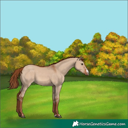 Horse Color:Red Dun 
