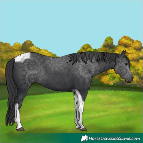 Horse Color:Black Tobiano 