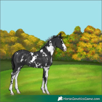 Horse Color:White Spotted Black