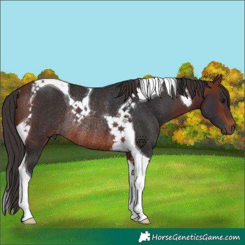 Horse Color:Bay Tobiano Rabicano 