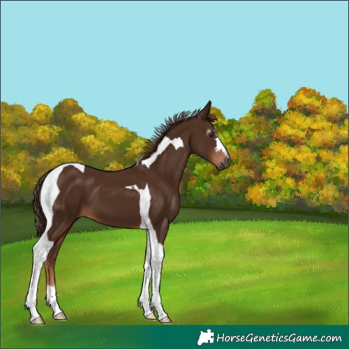 Horse Color:Gray Chestnut Tobiano 
