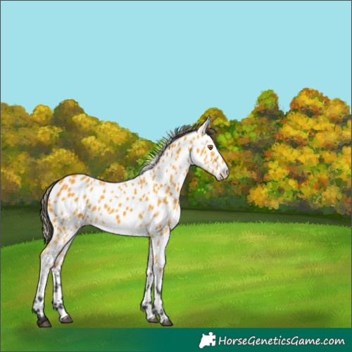 Horse Color:Buckskin Appaloosa 