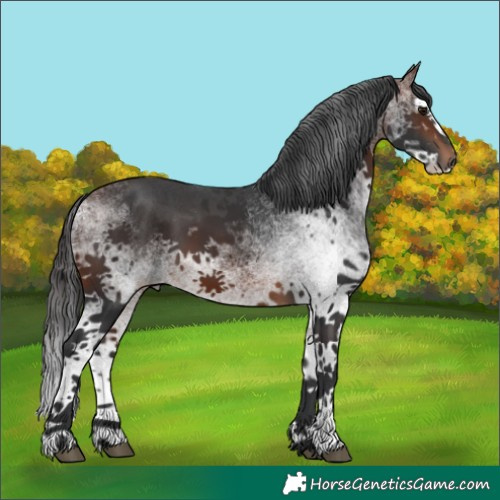 Horse Color:White Spotted Brown Splash 