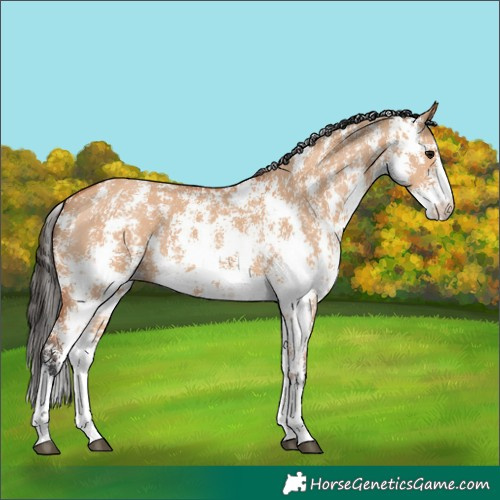 Horse Color:Bay Dun Sabino 