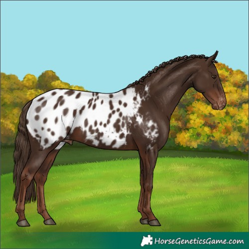 Horse Color:Liver Chestnut Appaloosa 
