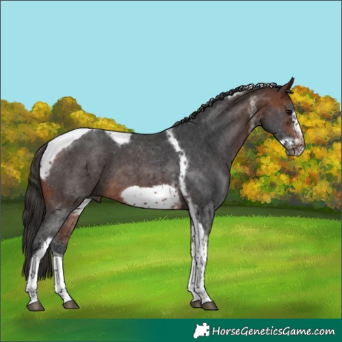 Horse Color:Bay Sabino Tobiano Frame