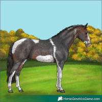 Horse Color:Bay Sabino Tobiano Frame