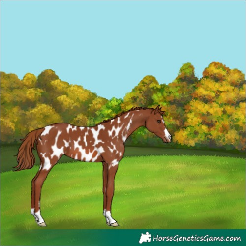 Horse Color:Chestnut Appaloosa