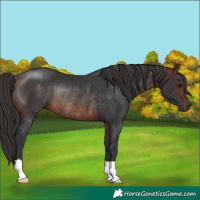 Horse Color:Brown Rabicano 