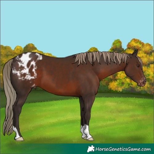 Horse Color:Liver Chestnut Appaloosa