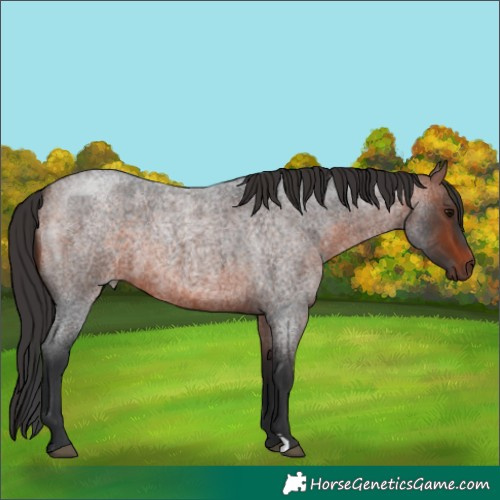 Horse Color:Bay Roan 