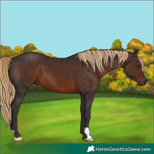 Horse Color:Liver Chestnut 
