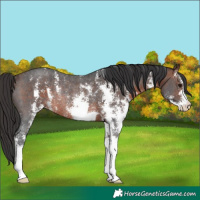 Horse Color:Brown Sabino Rabicano 