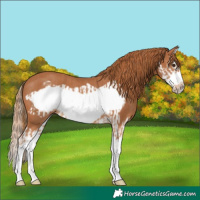 Horse Color:Chestnut Splash Frame and Chestnut Splash Frame Rabicano