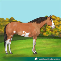 Horse Color:Chestnut Splash Frame  and Bay Splash Frame 