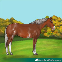 Horse Color:White Spotted Silver Bay Splash 