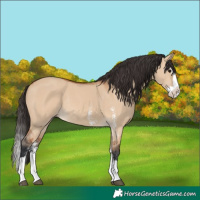 Horse Color:Bay Dun Sabino Splash Rabicano 