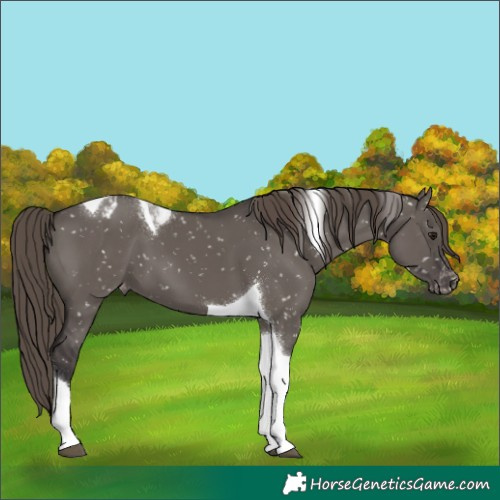 Horse Color:Smoky Grullo Tobiano Appaloosa 