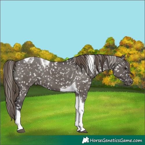 Horse Color:Smoky Grullo Tobiano Snowflake Varnish 