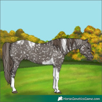 Horse Color:Smoky Grullo Tobiano Appaloosa 