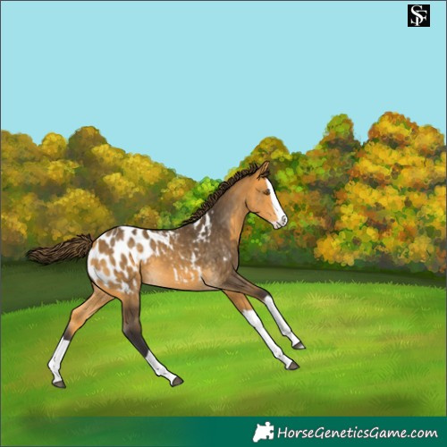 Horse Color:Buckskin Splash Appaloosa 