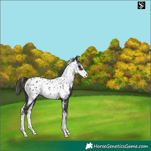 Horse Color:Smoky Black Sabino Appaloosa 