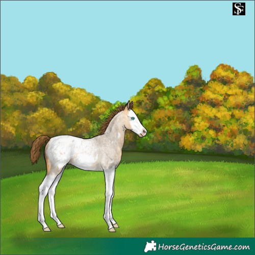 Horse Color:Buckskin Roan Dun Splash Frame Appaloosa Rabicano 